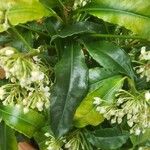 Ardisia crenata पत्ता