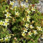 Saxifraga moschata Habitus