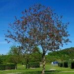 Robinia hispida Celota