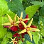 Spigelia marilandica फूल