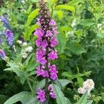 Stachys palustrisFlower