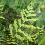 Dryopteris villarii Fulla