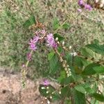 Cyrtocymura scorpioides Flower