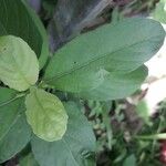 Ruellia tuberosa पत्ता