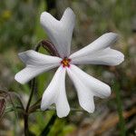 Phlox speciosa Květ