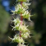 Amaranthus palmeri Bloem