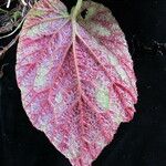 Begonia picta Агульны выгляд