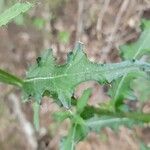 Cirsium texanum Fulla