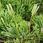 Lycopodium × zeilleri Elinympäristö