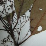 Aiouea laevis Flor