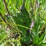 Pedicularis cenisia Leaf