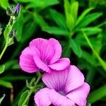 Linum viscosum Fiore