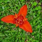 Tigridia pavonia Bloem