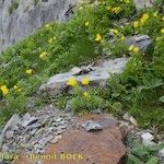 Adonis pyrenaica Habitus