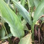 Canna glauca Blad