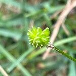 Ranunculus tuberosus Fruchs