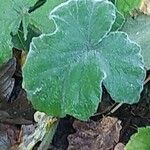 Pelargonium tomentosum Blad