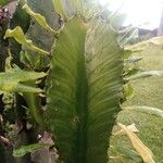 Euphorbia murielii Leht