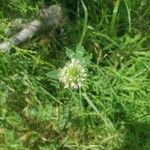 Trifolium vesiculosum Leaf