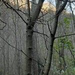 Fagus sylvatica 樹皮