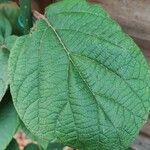 Actinidia chinensisFolha