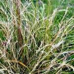 Nardus stricta Хабит