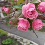 Malus coronaria Cvet