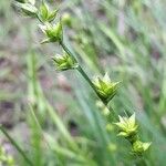 Carex divulsa Kvet