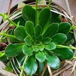 Lewisia cotyledon Hoja