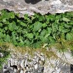 Valeriana tripteris Flor