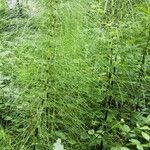 Equisetum telmateia Hoja