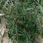 Barleria lupulina Feuille