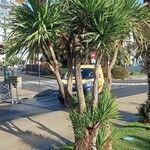 Cordyline australis 叶