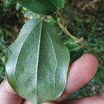 Cocculus orbiculatus Leaf