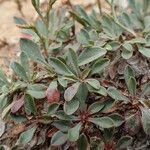 Limonium ramosissimum Hostoa
