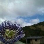 Passiflora ligularis Flower