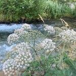 Angelica sylvestrisFlower