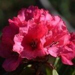 Rhododendron barbatum Flor