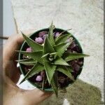 Dyckia brevifolia Лист