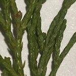 Diphasiastrum complanatum Likasa