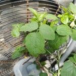 Heteromorpha arborescens Leaf