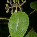 Miconia octona Gyümölcs