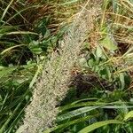 Calamagrostis arundinacea Mbuma