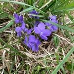 Viola hirtaFlower