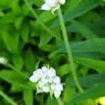 Allium roseum Flower