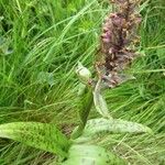 Dactylorhiza majalis Likasa