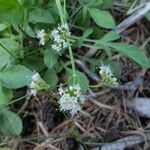 Valeriana californica ᱛᱟᱦᱮᱸ