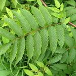 Sorbaria kirilowii Folha