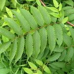 Sorbaria kirilowii برگ