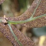 Bolbitis auriculata Blad